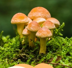 Mushroom photograph
